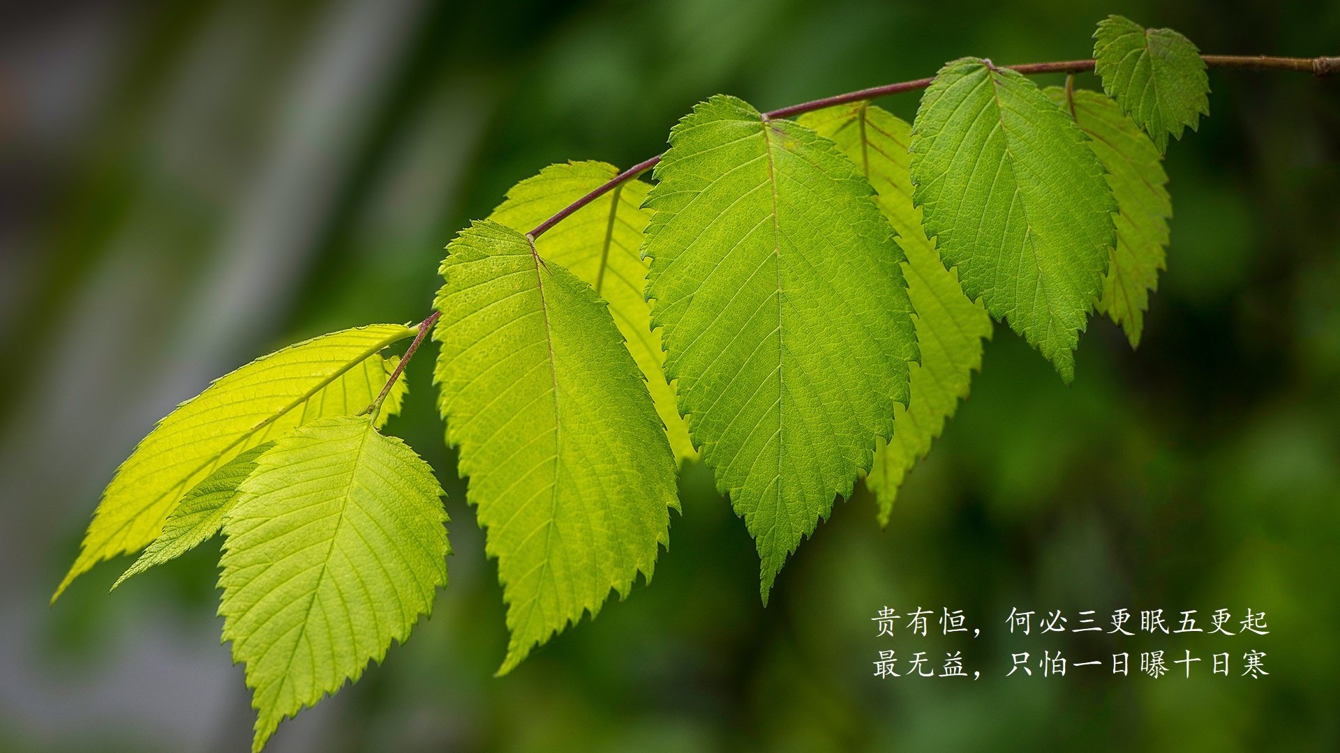 跨越大陆的绿茵密码，佩德里如何破解厄瓜多尔与尼斯的攻防方程式