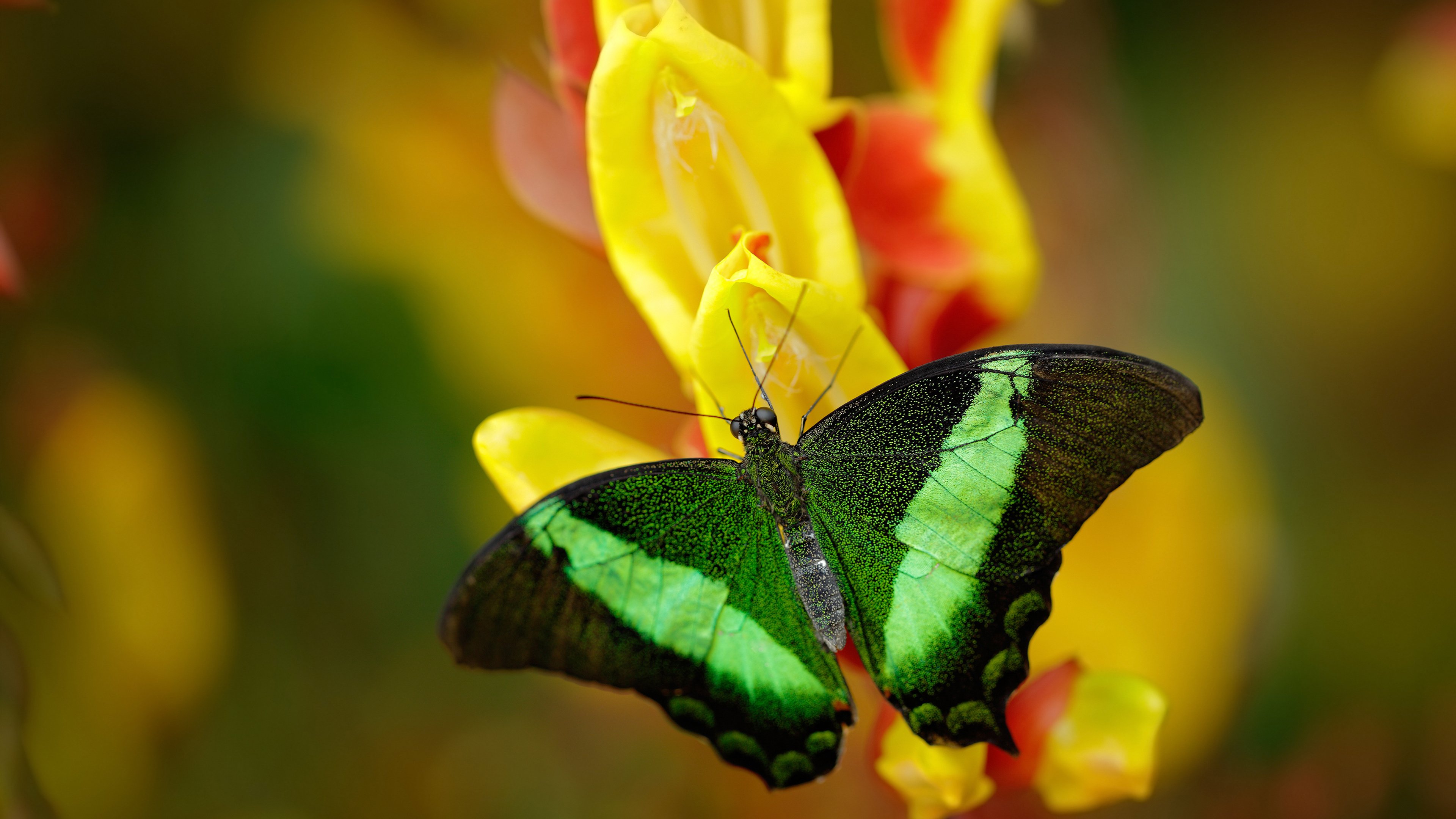 红魔之盾觉醒,卡塞米罗一夫当关,比利时国家队掀翻皇家社会