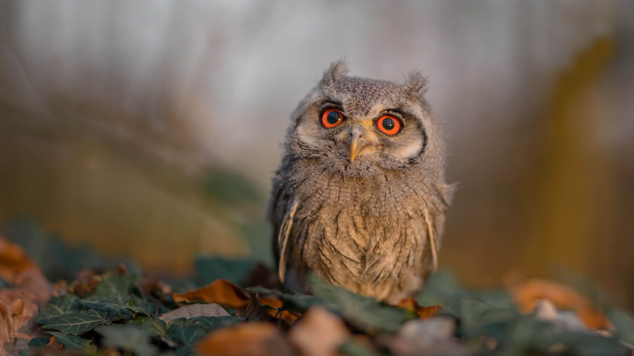 奇迹之夜，范弗利特44分神迹助新疆压哨绝杀深圳