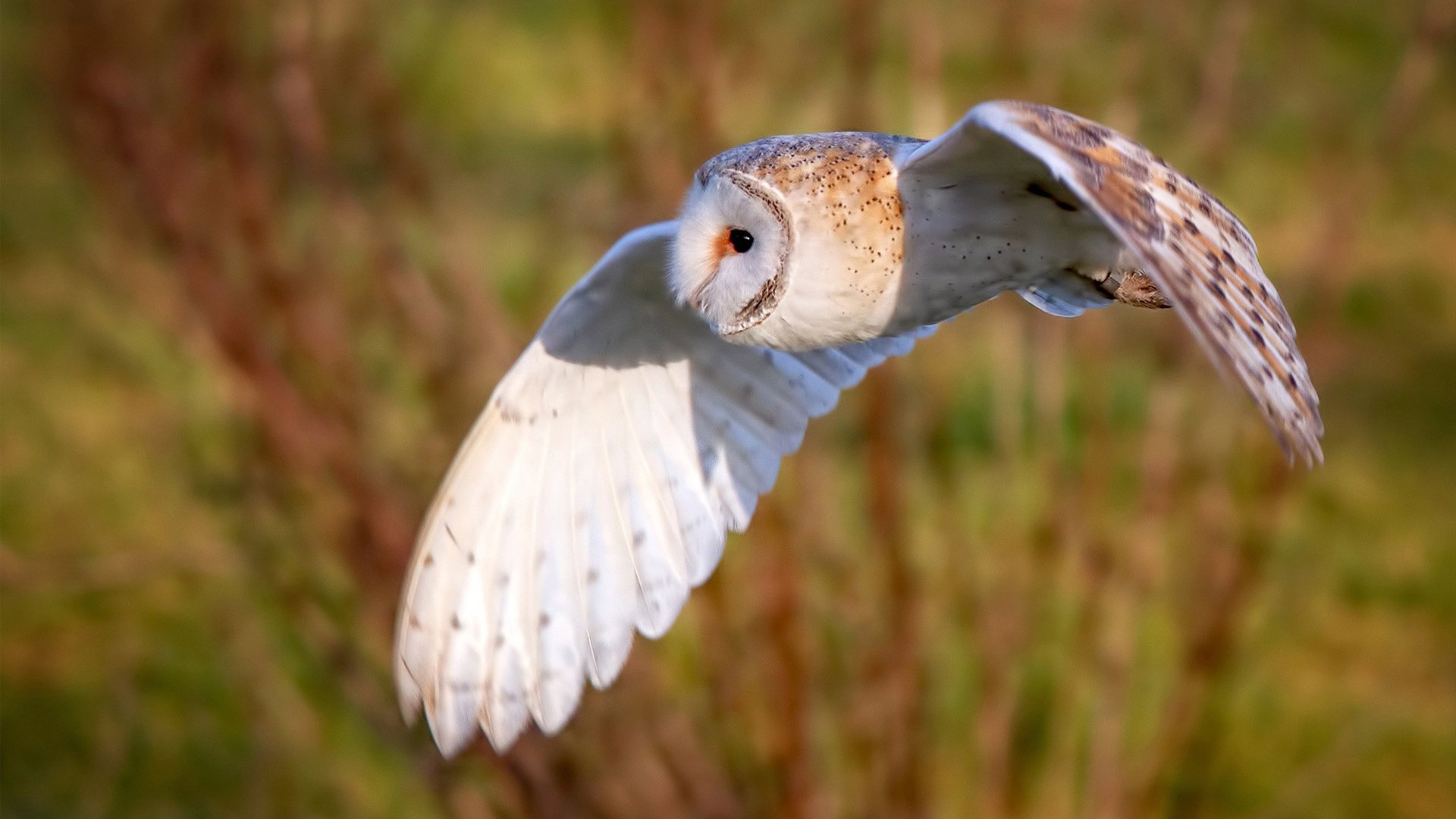 绿荫启示录，安哥拉的铁壁与萨卡的孤星