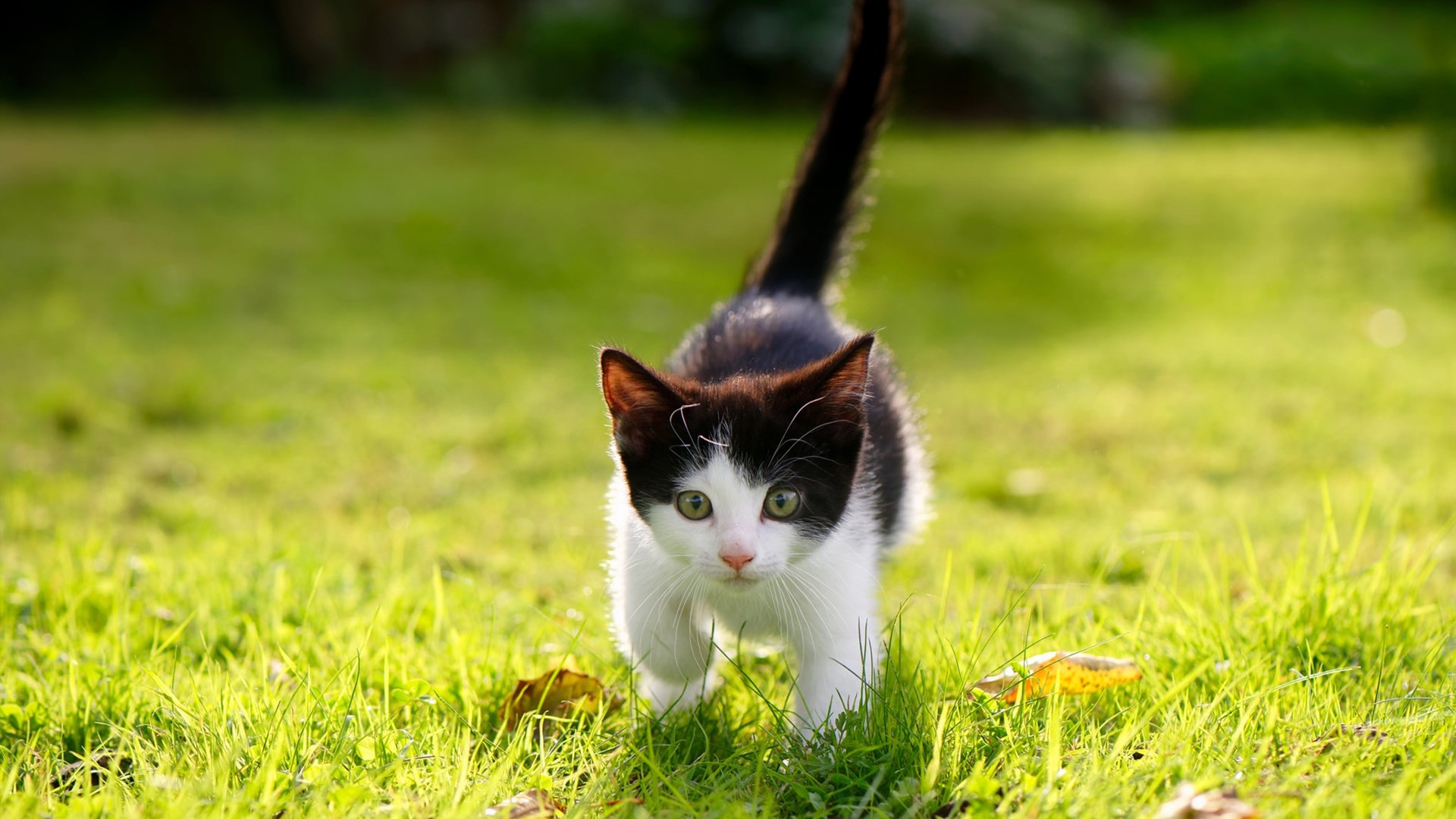 冰与火之歌,当国际米兰客战冰岛,为何最佳球员却是皇马的卡马文加?