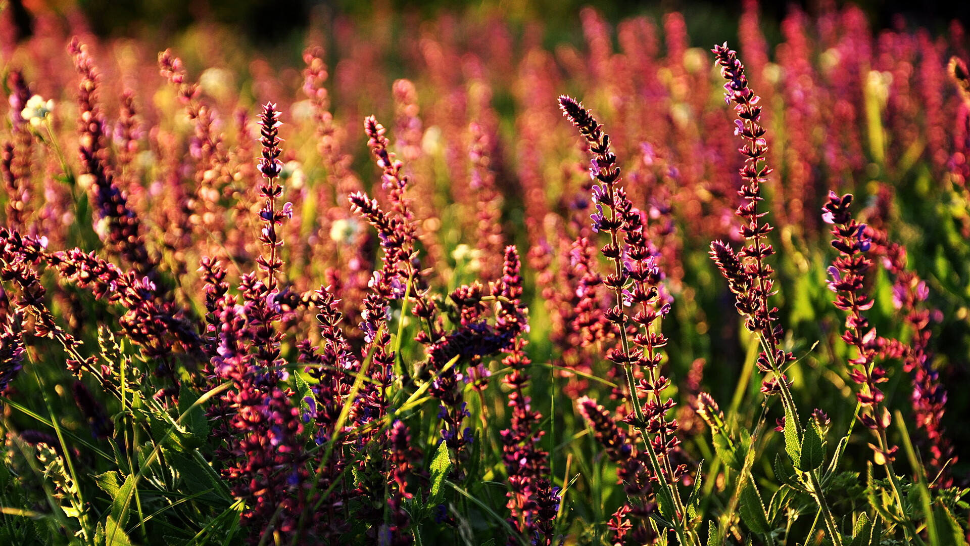 赛道与球场，当F1弯道超车点燃尼克斯的得分风暴